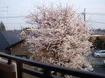 20090405_x_.JPG