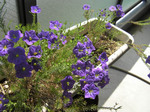 20100512_花還る.jpg