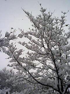 2012-01-28_̐01.jpg