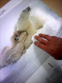 2012-01-30_PolarBear01.jpg