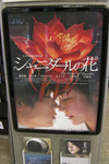 20130729_シャニダールの花fb.jpg