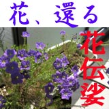 花還るJkt.jpg